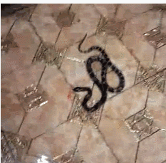 东莞小区内现黑白蛇 男子拿起雨伞猛打