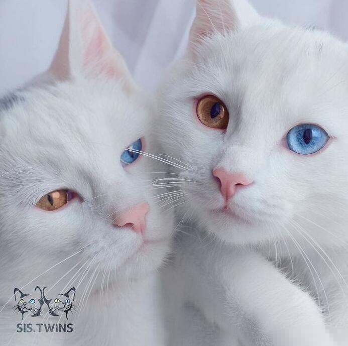 可爱的双胞胎猫姐妹,拥有一样瞳色的"阴阳眼"千万别盯着看