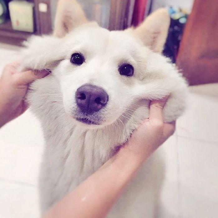 图:boredpanda 网友:主人一定捏得很爽,狗狗一副生无可恋,强颜欢笑的