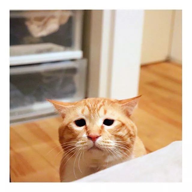 橘猫的悲伤到底有多大,丧到家却引来万千共鸣!