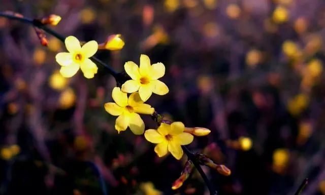 立  春 花  信 beginning of spring 立春到来时"春之使者"迎春花