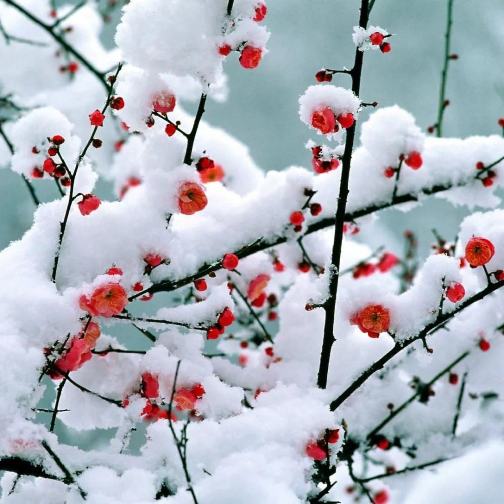 梅花雪