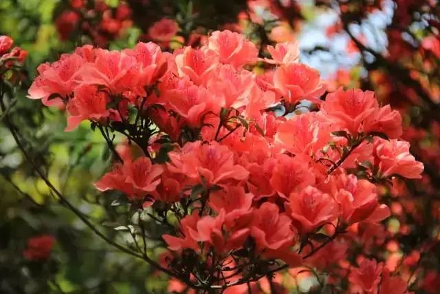临安最美赏花胜地!这个春天,一起相约去踏青喽!