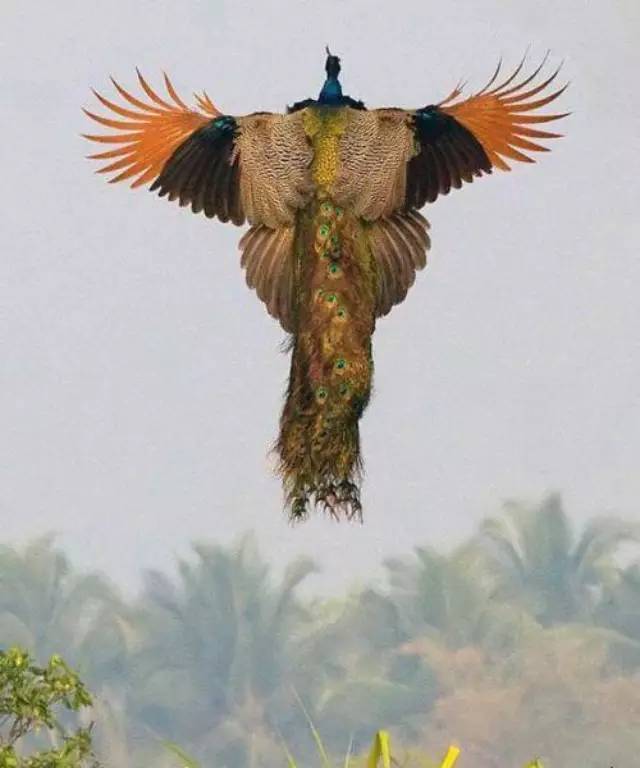 要说现实中能找到一种最像凤凰的鸟,不少人会觉得是孔雀,也有传说孔雀