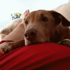 肚子里的宝宝调皮的踢了一脚,第一次感受到胎动,狗狗瞬间懵逼了