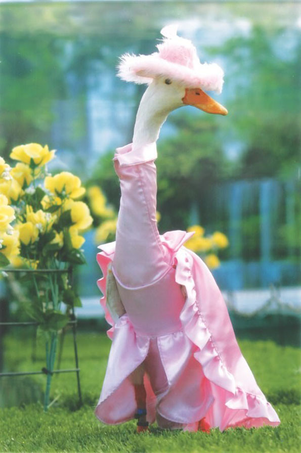 鸭子穿衣服,比孔雀还好看!太美了!