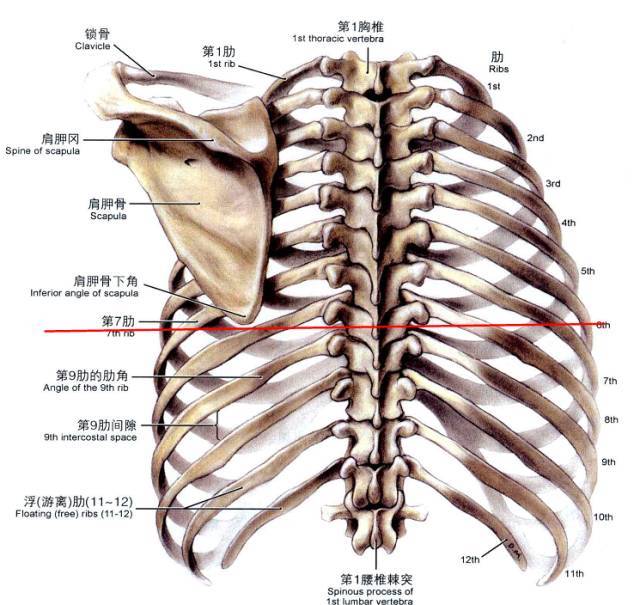 再来看一下后面观,双手正常下垂的情况下肩胛下角位于第7和第8后肋的