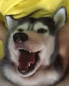 二哈搞笑表情包大合集:看了三遍,笑了200次