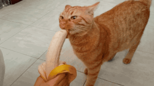 搞笑gif 美女,你这巨无霸怎么整来的?