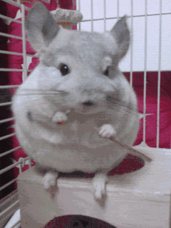 绝对的天然呆! gif 9.