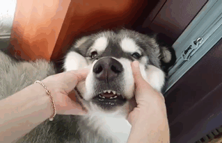 又骗我去养汪星人?