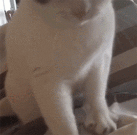 猫奴哭诉,只不过多睡了会,被猫主子的行逊绞娇吹梦叶继