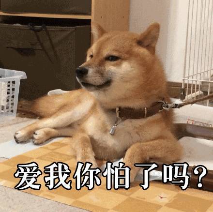 爱我你怕了吗?柴犬表情包来了