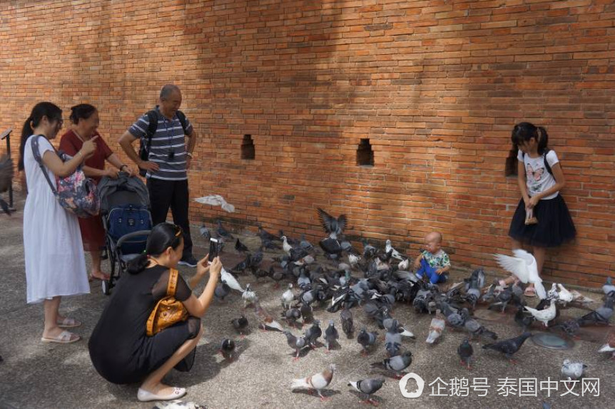 又躺枪！泰国景点鸽子成灾，只因中国游客太多（组图） - 2
