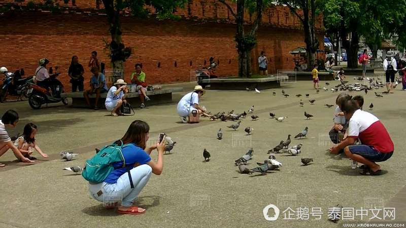 又躺枪！泰国景点鸽子成灾，只因中国游客太多（组图） - 4