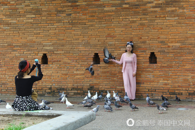 又躺枪！泰国景点鸽子成灾，只因中国游客太多（组图） - 6
