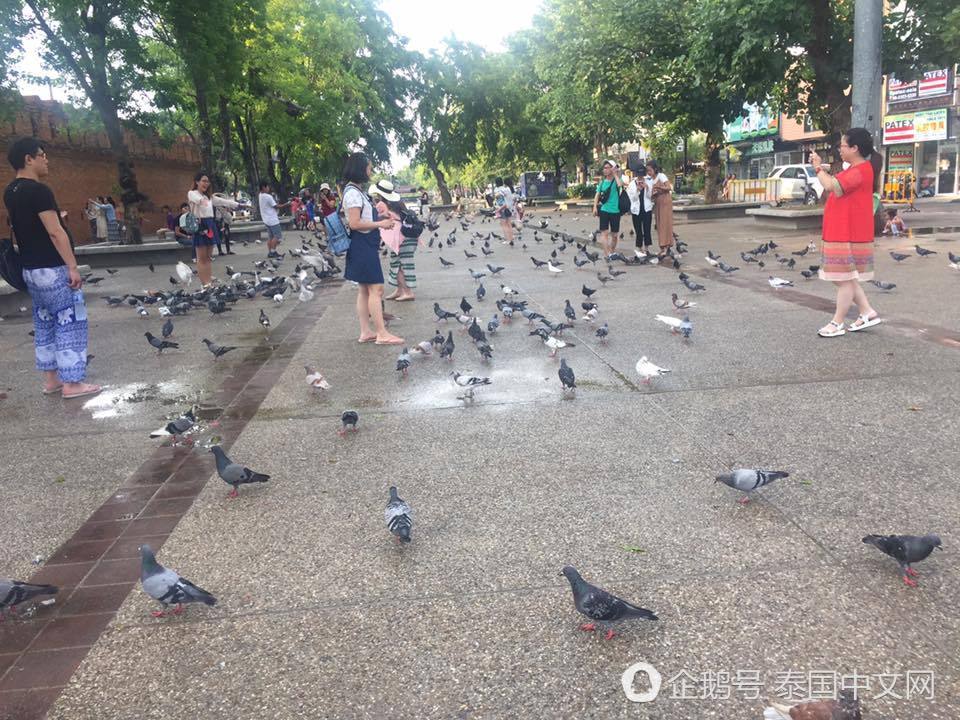 又躺枪！泰国景点鸽子成灾，只因中国游客太多（组图） - 8