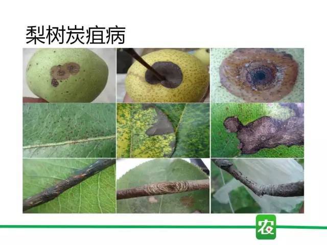 一分钟看懂炭疽病