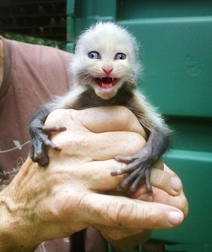 杂交猫猴:深蓝色大眼睛样子十分可爱,仔细看很诡异