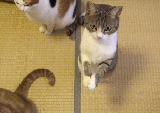 每日内涵段子:唔果然还是无法习惯狗的身体啊