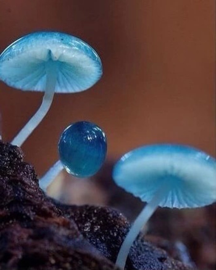 蘑菇,想吃,中毒,口吃,六盘水