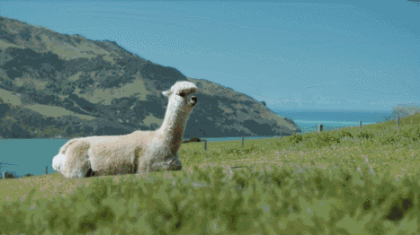 羊驼农场的温暖织品是最适合送给妈妈了