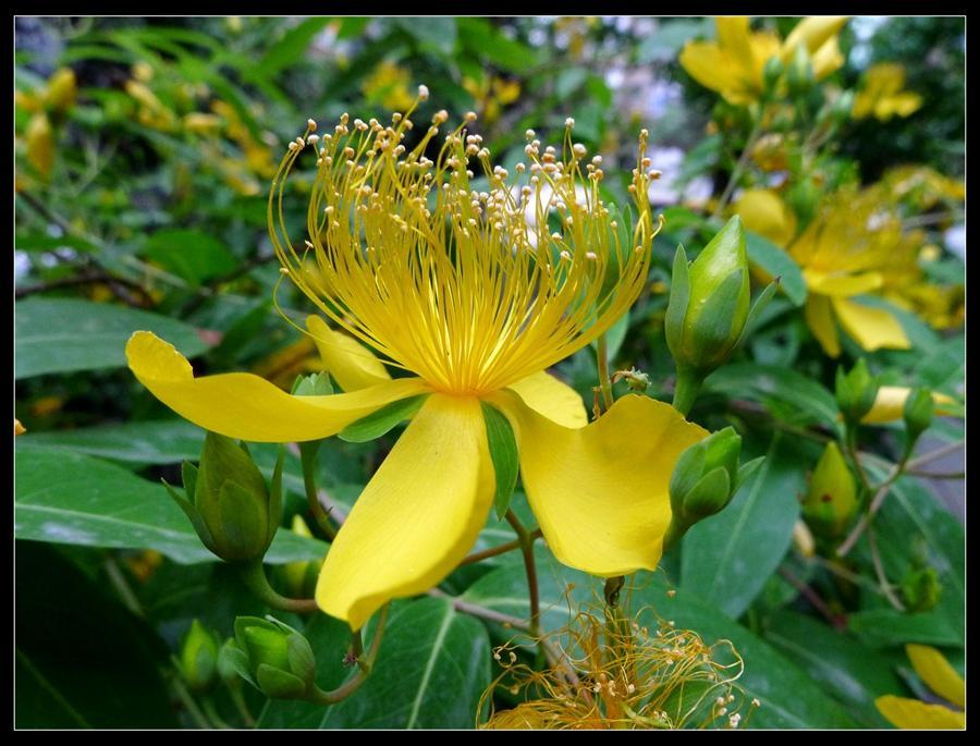 因时具名芒种花