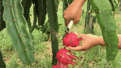 溧水傅家边溧乐农业是南京首个火龙果种植基地,红心火龙果甜度远高于
