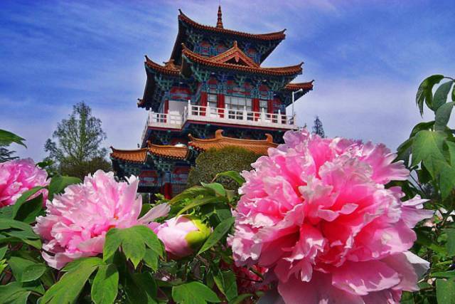 雍容华贵,国色天香,洛阳牡丹甲天下