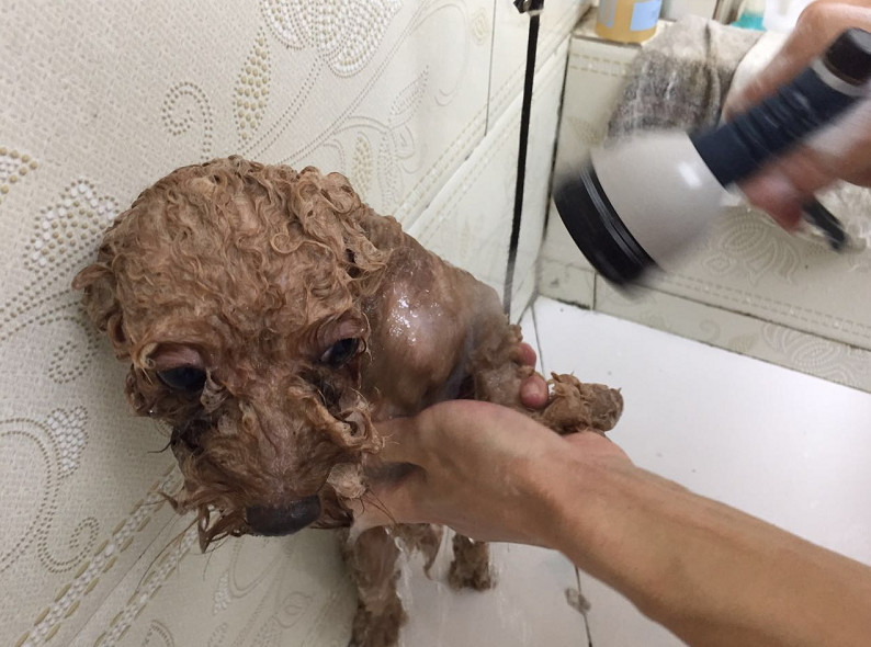 郑州画面带狗狗做SPA美女多多鱼美女太美你不一定敢看图片