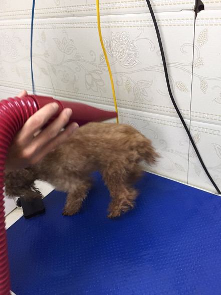 郑州画面带狗做SPA美女腾讯不敢看_太美我的玩家美女网图片