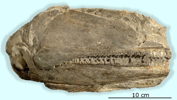 科学家在美国西部发现海怪化石 距今有2.5亿年（组图） - 2