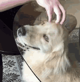 摊上这样的主人,我也很无奈