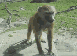 爆笑gif:哥们,我们是不是出厂设置不一样啊?