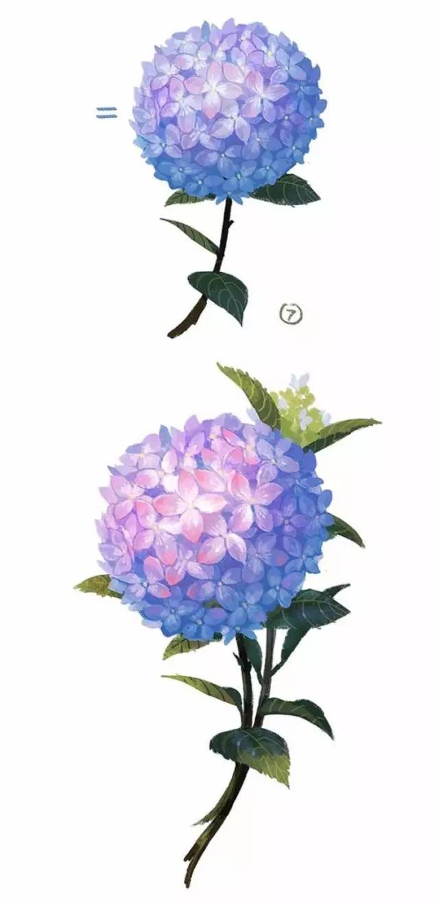 一朵水彩画绣球花的养成式 水彩教程