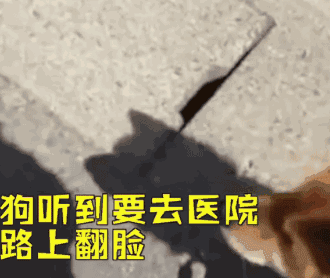 狗狗打针笑尿了,哈哈哈哈,表情太丰富
