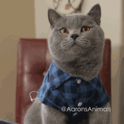 今天,营长就给大家带福利了. 超多猫咪gif表情包! !