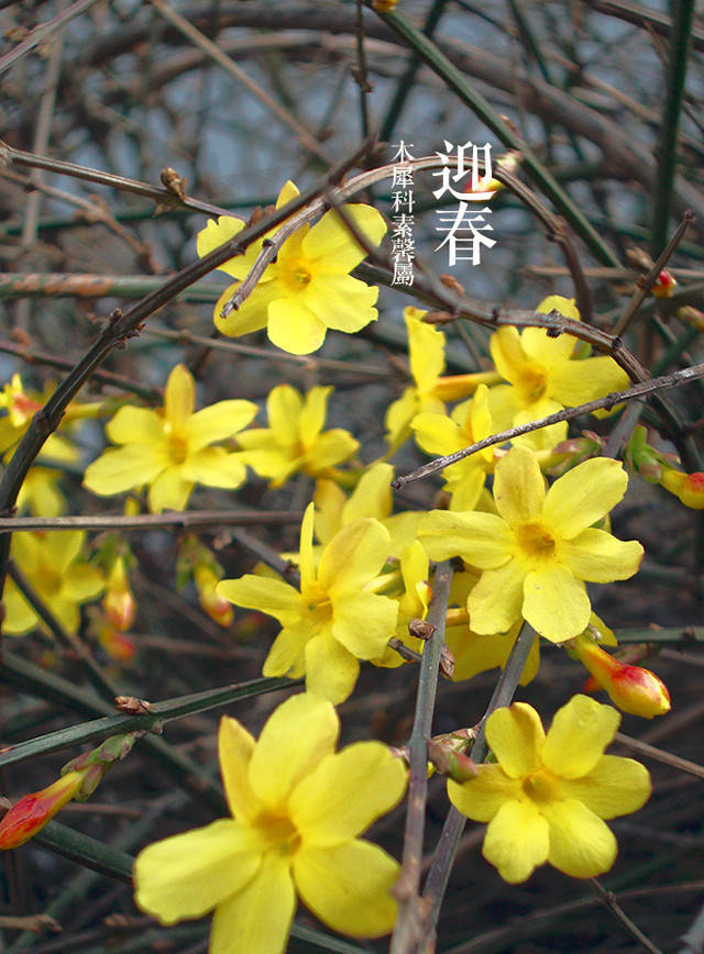 迎春花是很矮小的灌木,花朵黄色有长花管,花瓣五到六枚; 连翘是大灌木