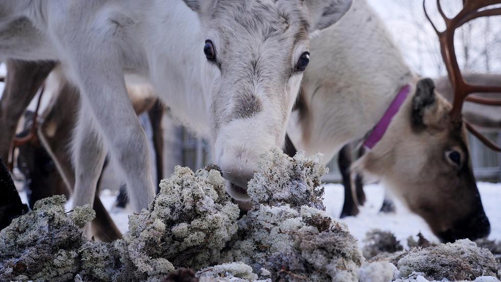 作为一个国家转折点的切尔诺贝利核灾难