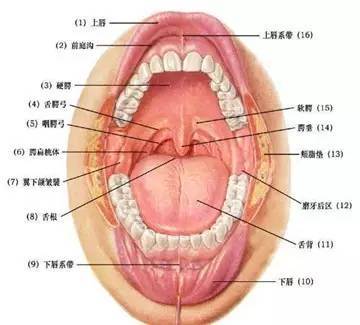 2 口腔内的症状,分泌物 口腔炎——免疫力降低的证据 口臭——有五种