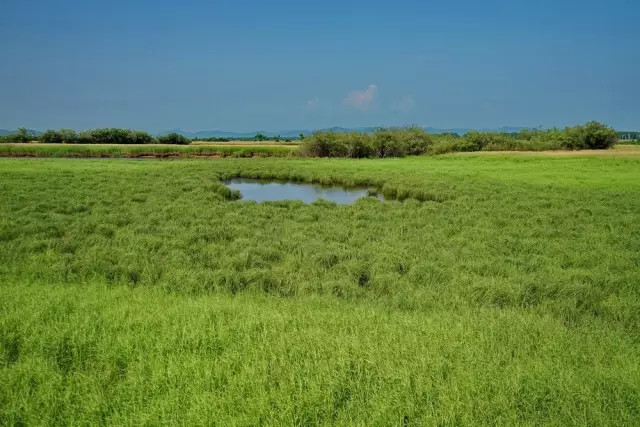 没有到过北大荒，怎敢说知道湿地，告诉你什么是地球之肾