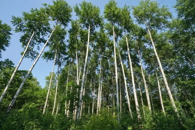 没有到过北大荒，怎敢说知道湿地，告诉你什么是地球之肾