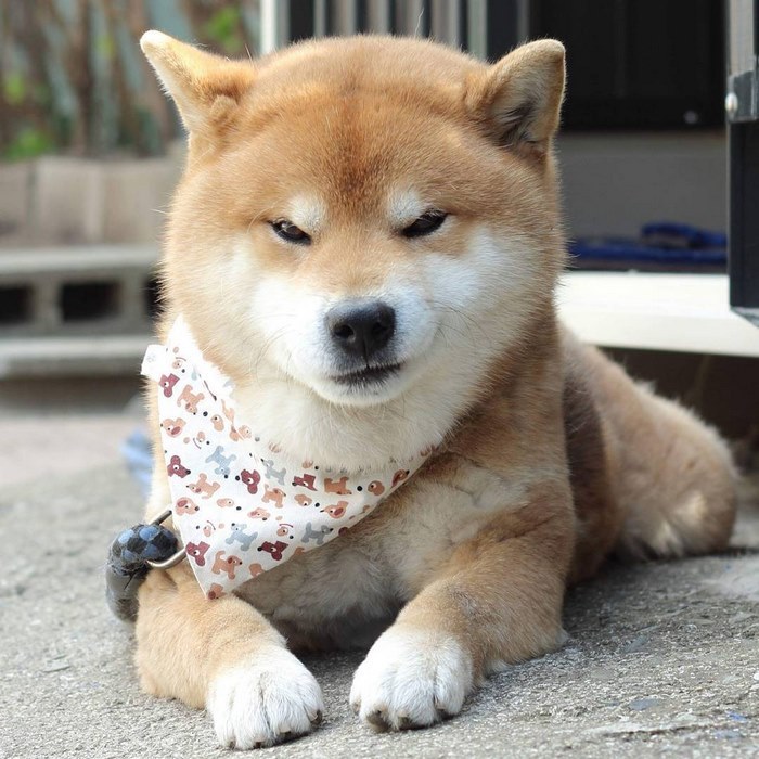 趣图柴犬真的太萌啦这组素材目测会被做成表情包吧