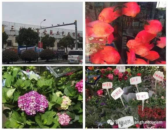 曹家渡花鸟市场年底关闭 沪上特色花鸟市场攻略