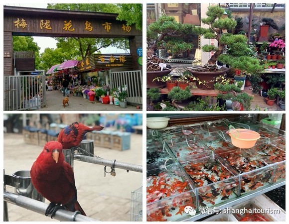 曹家渡花鸟市场年底关闭 沪上特色花鸟市场攻略