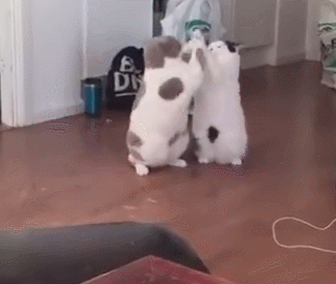 2只胖猫因为食物打了起来 可打着打着 胖猫竟然直接累到了!