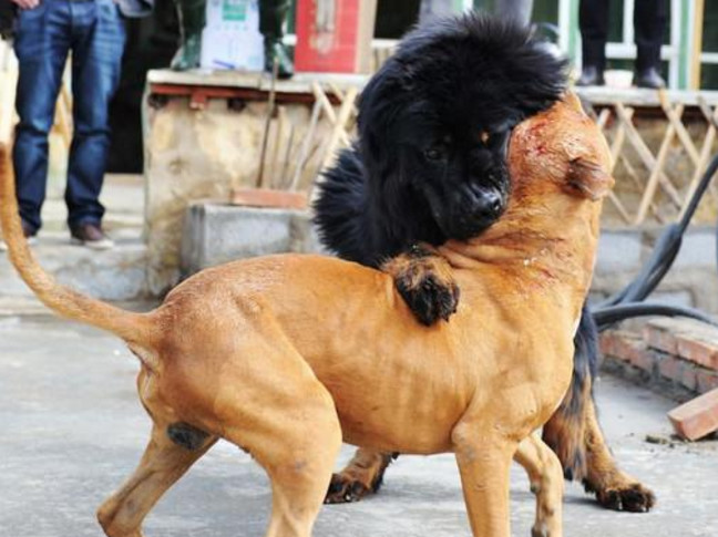公园里藏獒遇人就咬,勇猛比特犬正义救场,结局让人不可思议