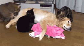 都挡不住 金毛:请排好队,不要给麻麻添麻烦 要真在二哈和金毛中选一个