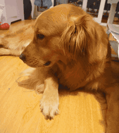 主人拿肉饼诱惑金毛,还当面吃给它看,狗狗一脸鄙视!