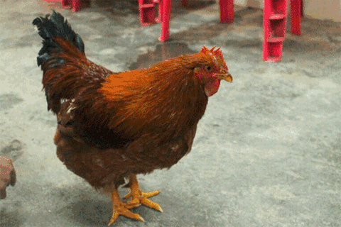 动物 鸡 480_320 gif 动态图 动图